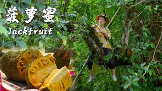 Download lagu Huge Versatile Fruit - Jackfruit mp3