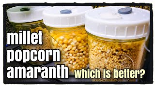 Spawn Grain Comparison: Millet, Popcorn, Amaranth (PART 1)