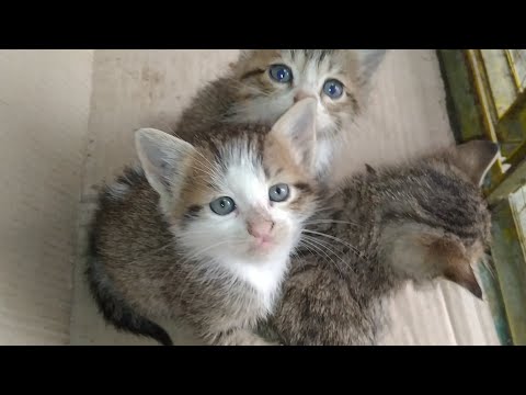 Mother Cat Ignoring Her Kittens But Still Feeding Milk