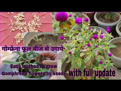 गोम्फ्रेना फुल को बीज से कैसे उगाये|How to grow Gomphrena flower plant from seed with update|