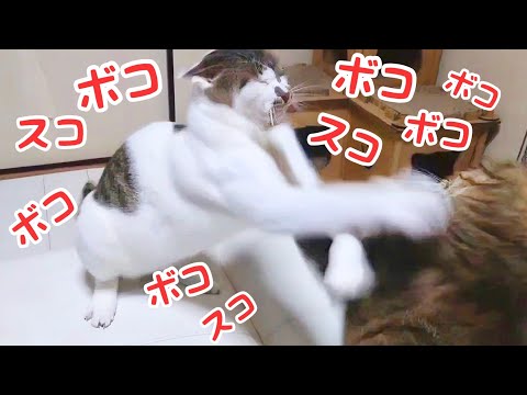 巨大猫に立ち向かう､暴れん坊の新入り猫