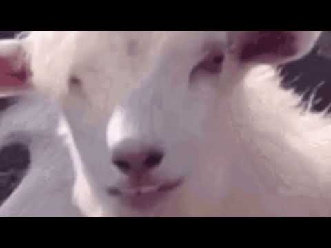 Moonism - Tous Des Moutons (videoclip)