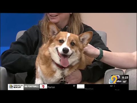 WATCH: Meet Loki from the Cedar Valley Humane Society - YouTube