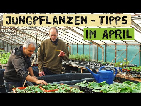 Tipps zu Jungpflanzen, Rhabarber, Kräuter. Gartentipps im April 2022 für Selbstversorger
