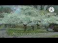 Cherry Tree Entertainment Logo Fullscreen To Wide Screen Animation