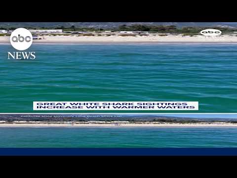 Great white shark sightings increase with warmer waters