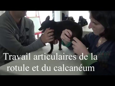 download lagu mp3 mp4 Ostopathe Pour Chiens Nantes, download lagu Ostopathe Pour Chiens Nantes gratis, unduh video klip Ostopathe Pour Chiens Nantes