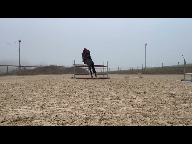 Top Poney de sport pour cso