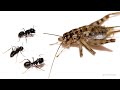 Ants Eating Cricket Timelapse