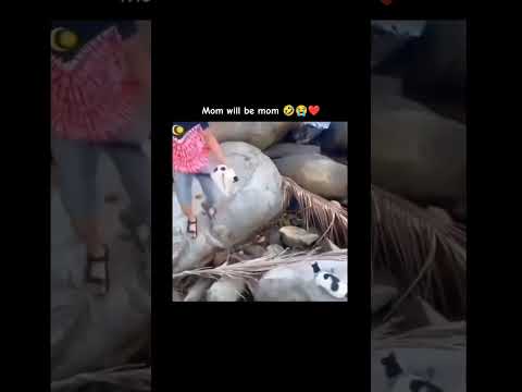 mom will be mom 😭🤣 #viral #shortvideos #funny #cat #love #shorts