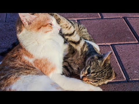 How to Treat Fleas in Young Kittens and Nursing Mothers - Removing Fleas