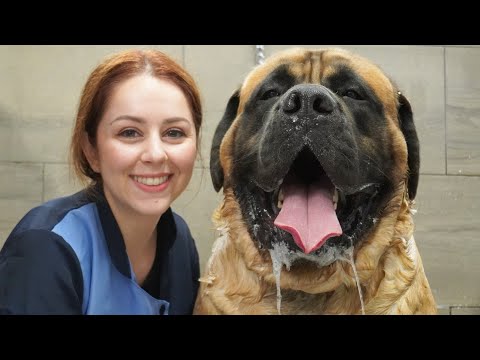 HUGE 200lbs Mastiff turns into a beached whale
