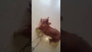 16 yr old Daushund removed Xmas lights 2 wear n dance