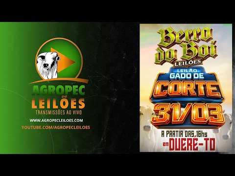 Agropecleiloes LEILÃO GADO DE CORTE | BERRO DO BOI LEILÕES - DUERÉ -TO - 31/03/2026.