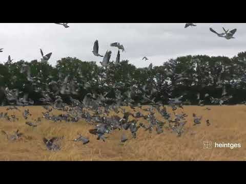 Heintges - Sicher durch die Jägerprüfung - Ringeltauben auf Lagergetreide
