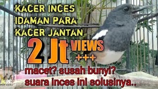 Download lagu suara terapi kacer betina,bikin kacer jantan gila mp3