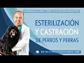 Esterilización o castración de perros y perras