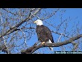 BALD EAGLE VIDEO Yawning Relieving Itself Flying Nest