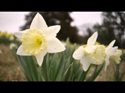download lagu mp3 mp4 White Narcissus Varieties, download lagu White Narcissus Varieties gratis, unduh video klip White Narcissus Varieties