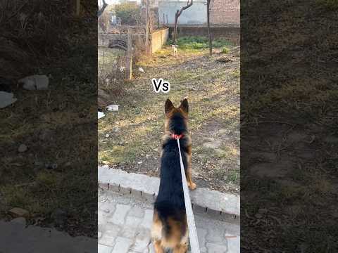 German shepherd vs street dog #dog #germanshepherd #dogshorts #pets #puppy #gsd #guarddog #shorts