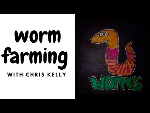 Worm cocoon close up European nightcrawlers Tiger worms Dendrabena ventana