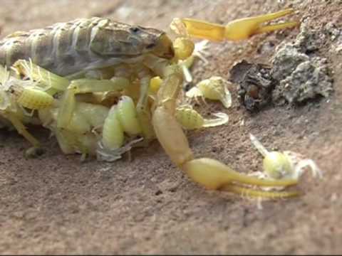 download lagu mp3 mp4 Kannibalin, download mp3 Kannibalin free download mp3, download mp3 Kannibalin