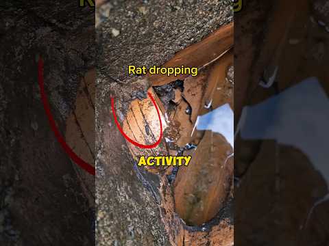 Rats noises in the wall 🐀🏚 #mystery #rat #pestcontrol #drain