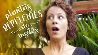 09 Plantas indicadas para afastar pernilongos