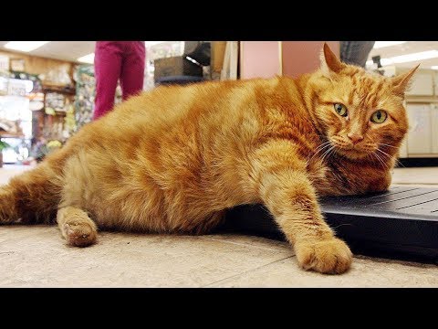 Why the average weight of cats is on the rise