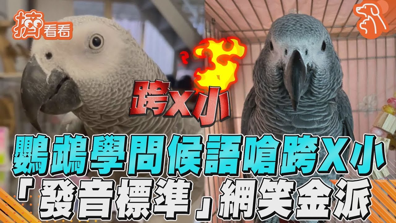 影音／鸚鵡學問候語嗆跨X小　「發音標準」網笑金派