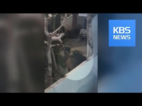 대구 주택가에 멧돼지 출몰…2마리 사살 / KBS뉴스(News) 대구 주택가에 멧돼지 출몰…2마리 사살 / KBS뉴스(News)