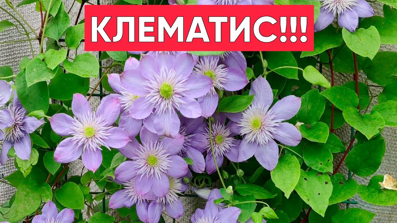 Очень красивый и неприхотливый Клематис Мульти Блю