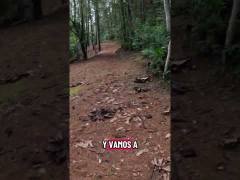 Explorando mas lugares de Alta Verapaz,  Finca Chijul San Juan Chamelco 💚😍🇬🇹 #altaverapaz