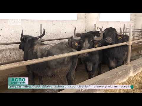 Bivolii „au trecut” Prutul – AGRO TV News