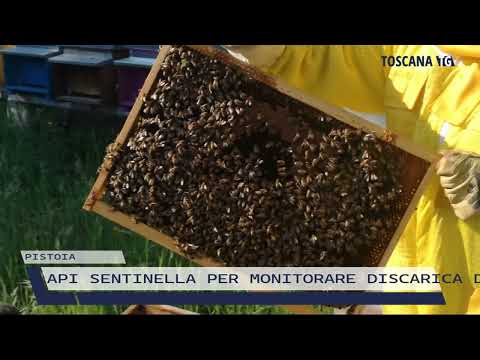 2022-04-22 PISTOIA - API SENTINELLA PER MONITORARE DISCARICA DI CASALGUIDI