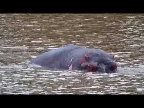 Djuma: Hippos mating - 07:30 - 01/11/2020