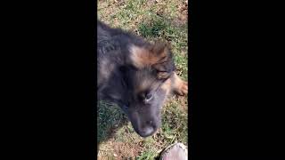 Video preview image #1 German Shepherd Dog Puppy For Sale in WALLA WALLA, WA, USA