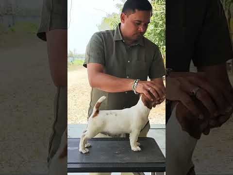 Jack Russell Terrier puppies available 9994449717 #jrt #kerala #karur #jackrusselterrier #india