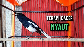 Download lagu SUARA BURUNG kacer gacor NGEPLONG tarung ini paling ampuh buat PANCINGAN KACER agar EMOSI mp3