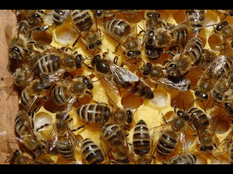 Pe seceta trebuie să hrănim coloniile de albine !
