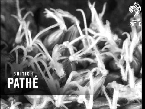 Secrets Of Nature - Brewster's Magic (1933)