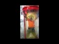 Guy Goes Super Saiyan In Real Life