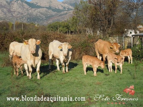 Terneros para venta Blonde Aquitania, Ganadería Soto Fresnos 01-12-15