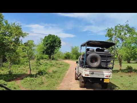 Safari to green world 😊👍 #wildlife #travel #srilanka #visitsrilanka #animals #india