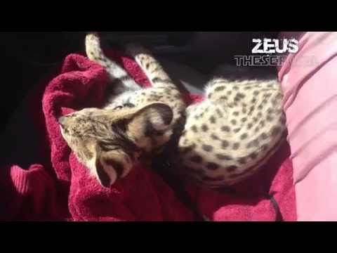 Big Serval Kitten Ears