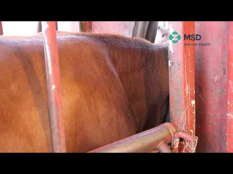 Cattle subcutaneous Techniques