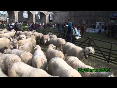Vinadio, 159a Fièro di Sant, pecora Sambucana e vista Forte.