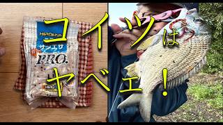 【日の丸】南半球でオキアミを試してみた結果【襲来】