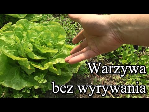 Ogrodowe pierdamony 60 - jedzenie warzyw bez ich wykopywania
