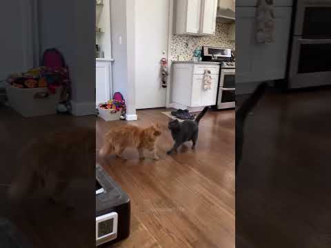 My cat always feels a chill down its spine.Offensive. #catlover #funny #funnyvideos #foryou #cats